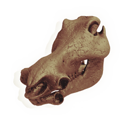 Boar Skull