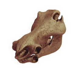 Boar Skull