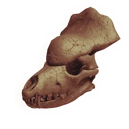 Armoured Canine Skull