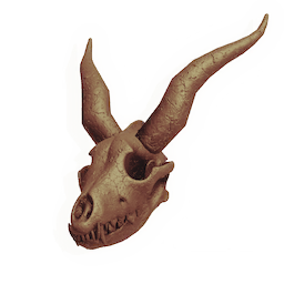Skull of the Bone Thief