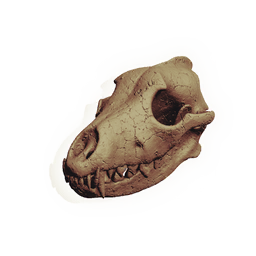 Canine Skull