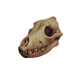 Canine Skull