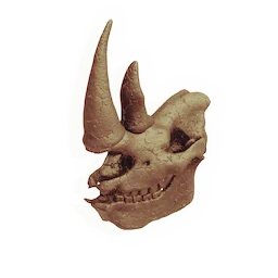 Skull of the Goring Wall