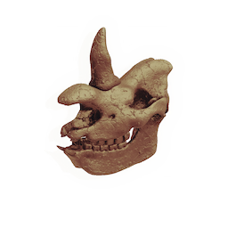 Colossal Skull
