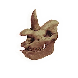Colossal Skull