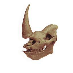 Mammoth Skull