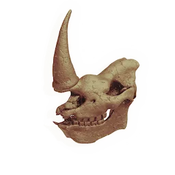 Mammoth Skull