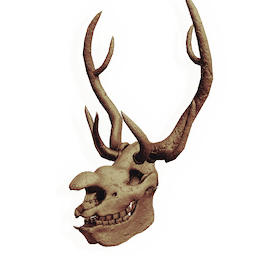 Behemoth Skull