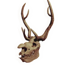 Behemoth Skull
