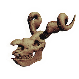 "dragon" Skull