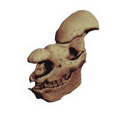 Giganto-skull