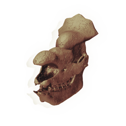 Elephantine Skull