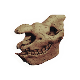 Megafauna Skull