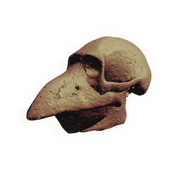 Masked Skull