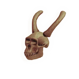 Skull of the Midnight Visitor