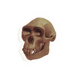 Protoform Skull