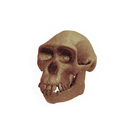 Protoform Skull