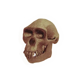Protoform Skull