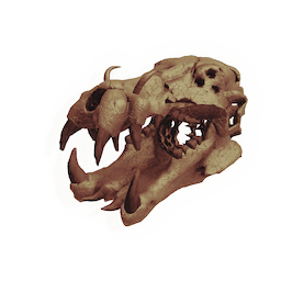 Titanworm Skull