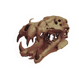 Titanworm Skull