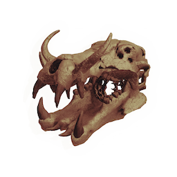 Skull of the Consumer