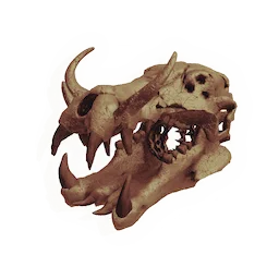Skull of the Consumer