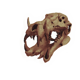 Cetenid Skull