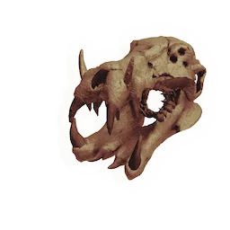 Cetenid Skull