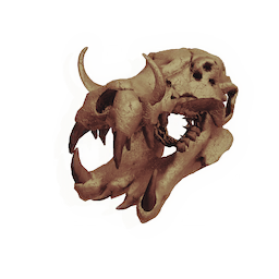 Skull of the Master