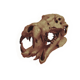 Skull of the Ocean King