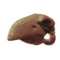 Avian Skull