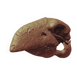 Avian Skull