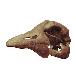 Divewing Skull
