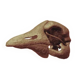 Divewing Skull