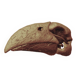 Pterosaur Skull