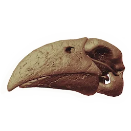 Pterosaur Skull