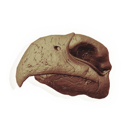 Hookbeak Skull