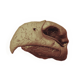 Hookbeak Skull