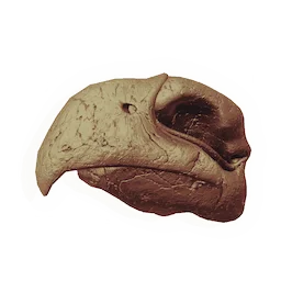 Hookbeak Skull