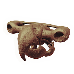 Proto-parrot Skull