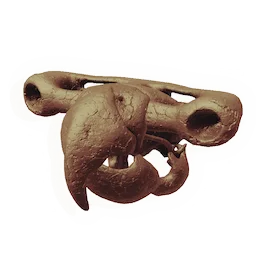 Proto-parrot Skull