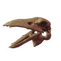Snapbeak Skull