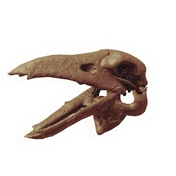 Snapbeak Skull