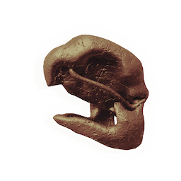 Blunted Skull