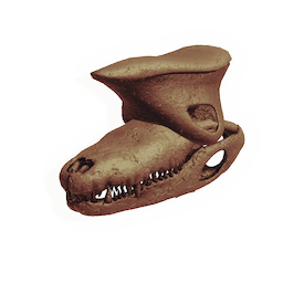 Swamp Dweller Skull