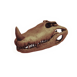 Pond Beast Skull