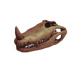 Pond Beast Skull