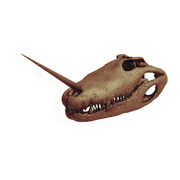 Bogsnapper Skull