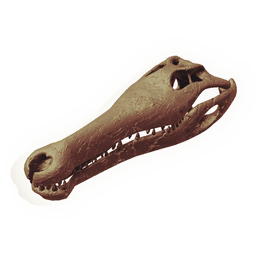 Marshdipper Skull