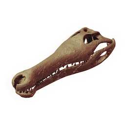 Marshdipper Skull